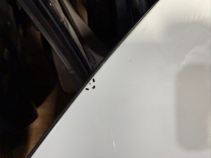 Капот Rogue 2021 T33 2.5