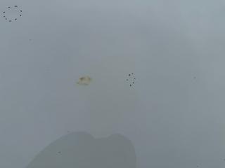 Капот Rogue 2023 T33 1.5